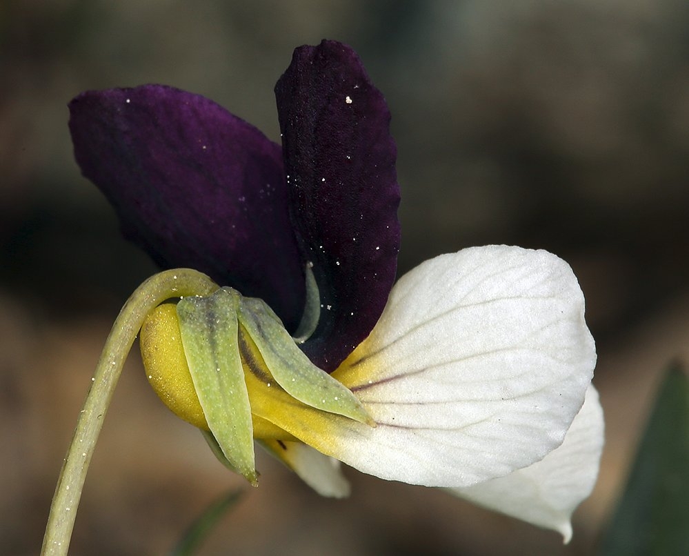 Viola hallii