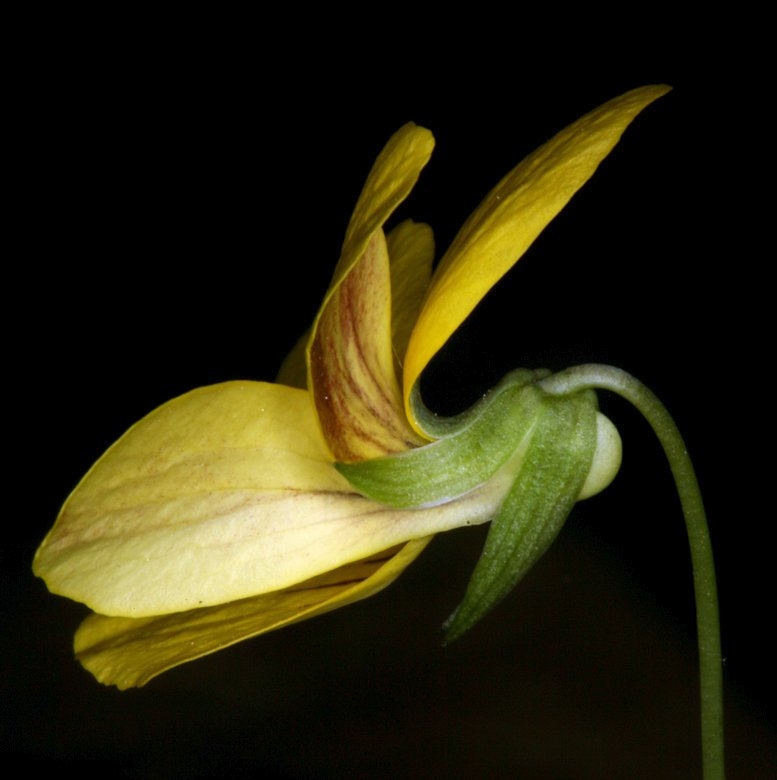 Viola lobata ssp. integrifolia