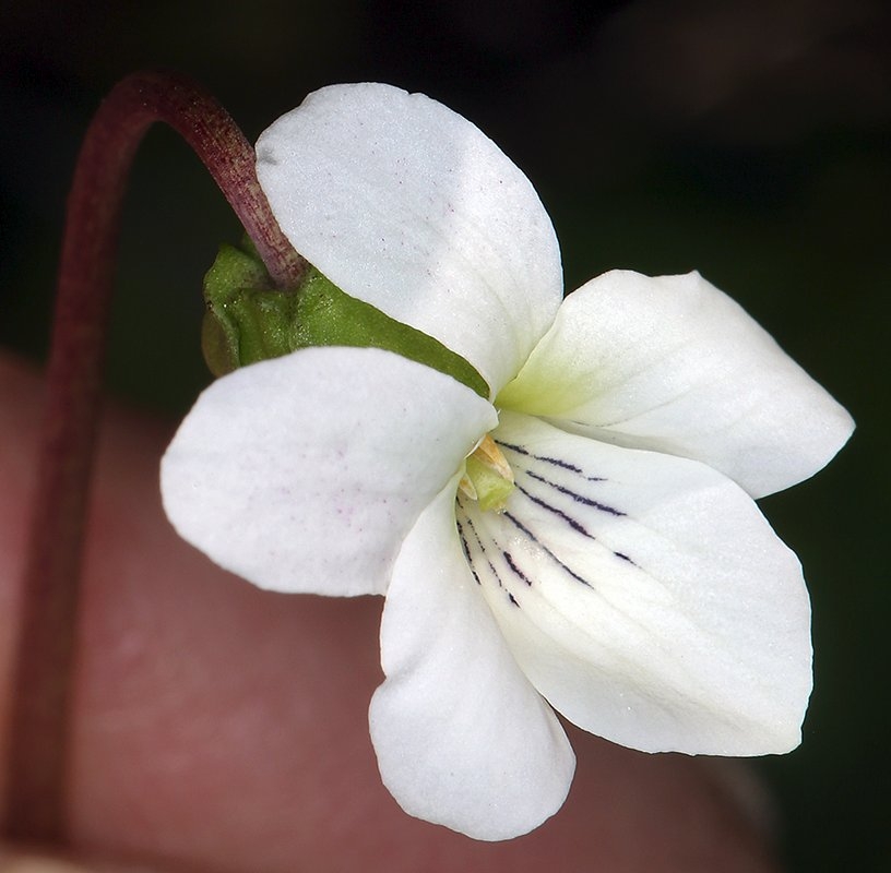 Viola primulifolia