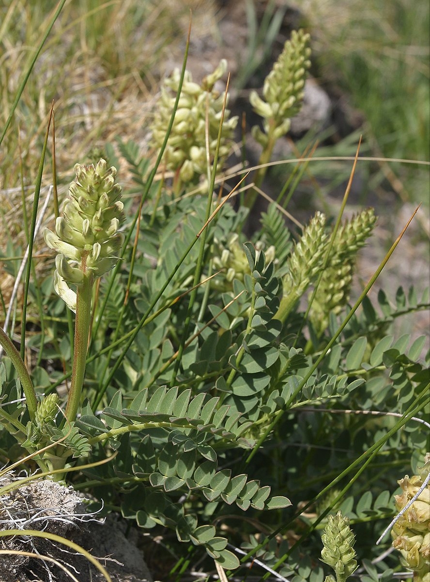 Astragalus canadensis var. brevidens
