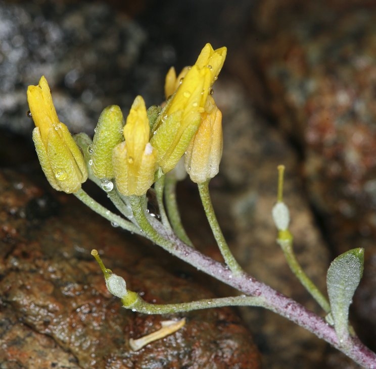 Physaria occidentalis ssp. occidentalis