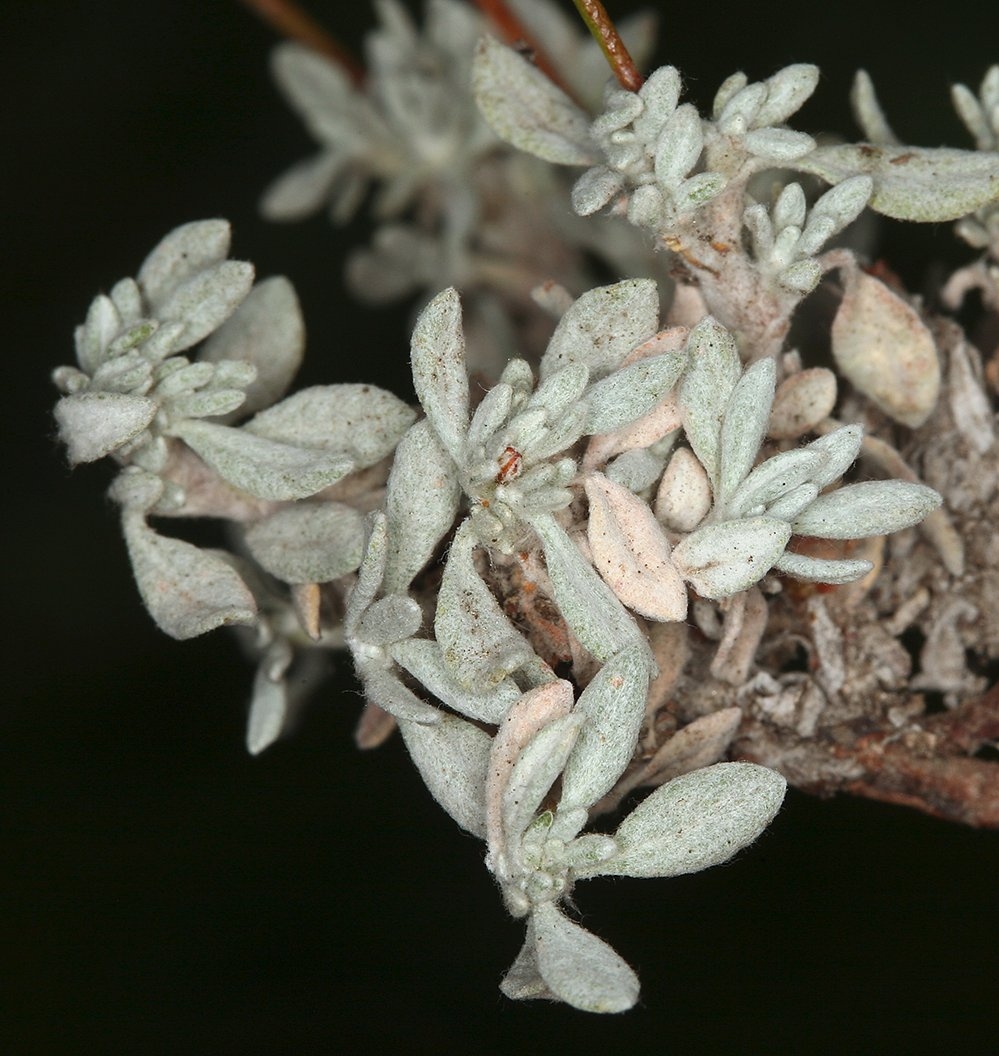 Eriogonum wrightii var. subscaposum