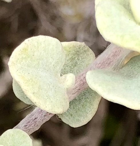 Helichrysum petiolare