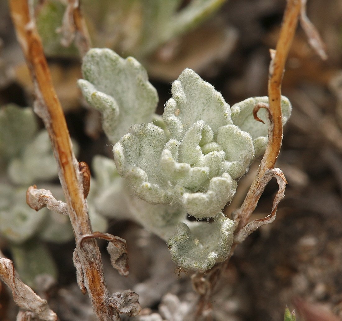 Eriophyllum lanatum var. integrifolium
