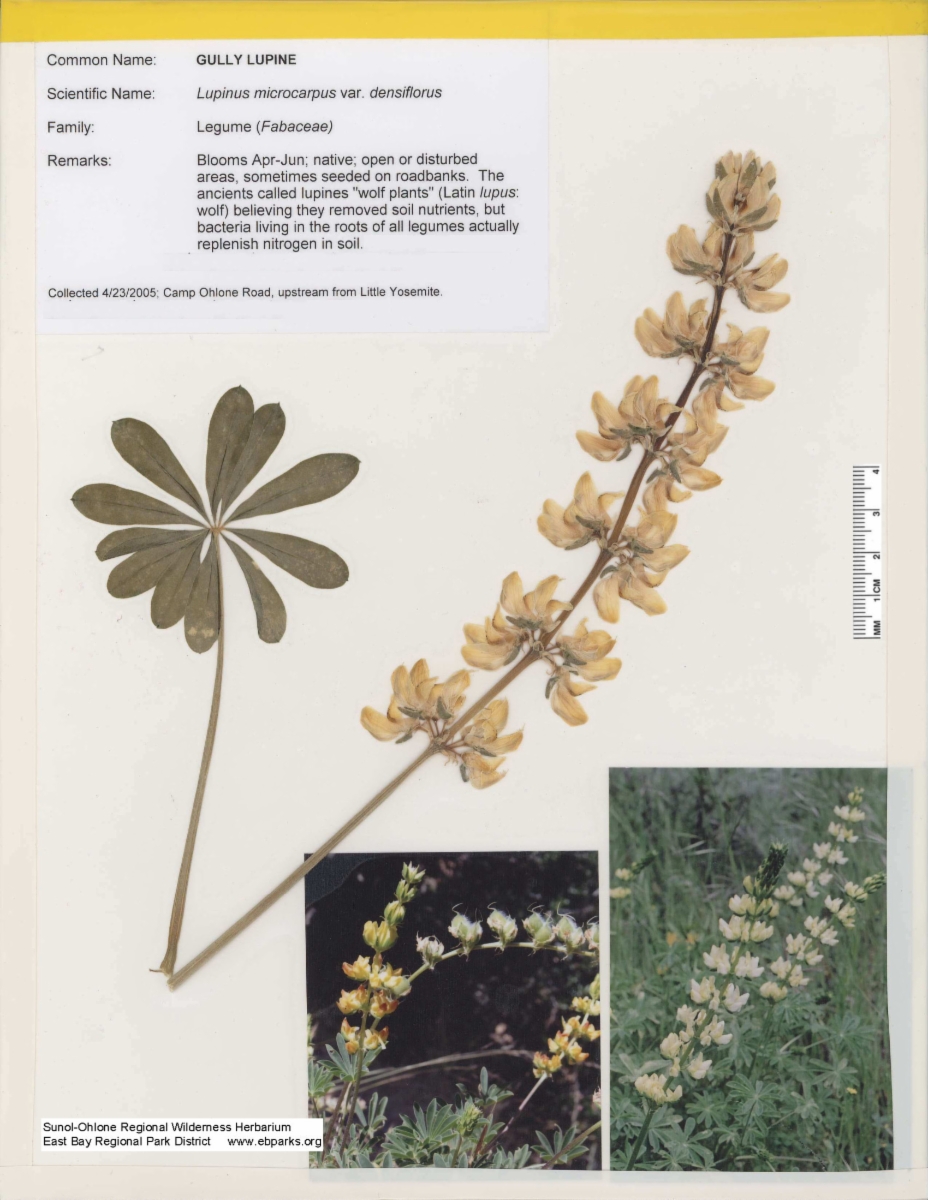 Lupinus microcarpus var. densiflorus