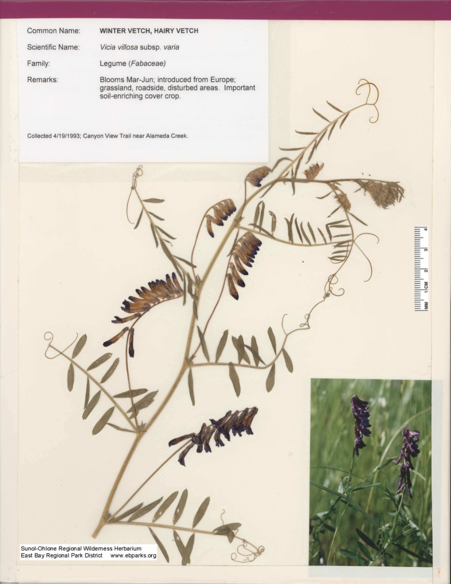 Vicia villosa ssp. varia