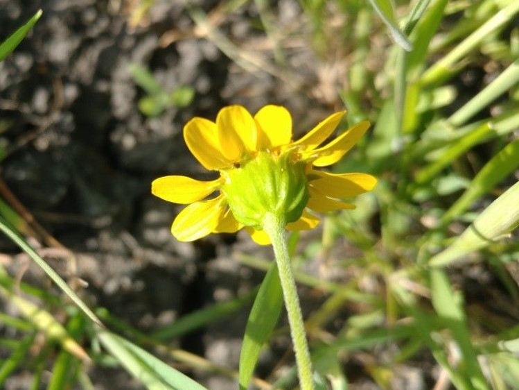 Lasthenia glabrata ssp. glabrata