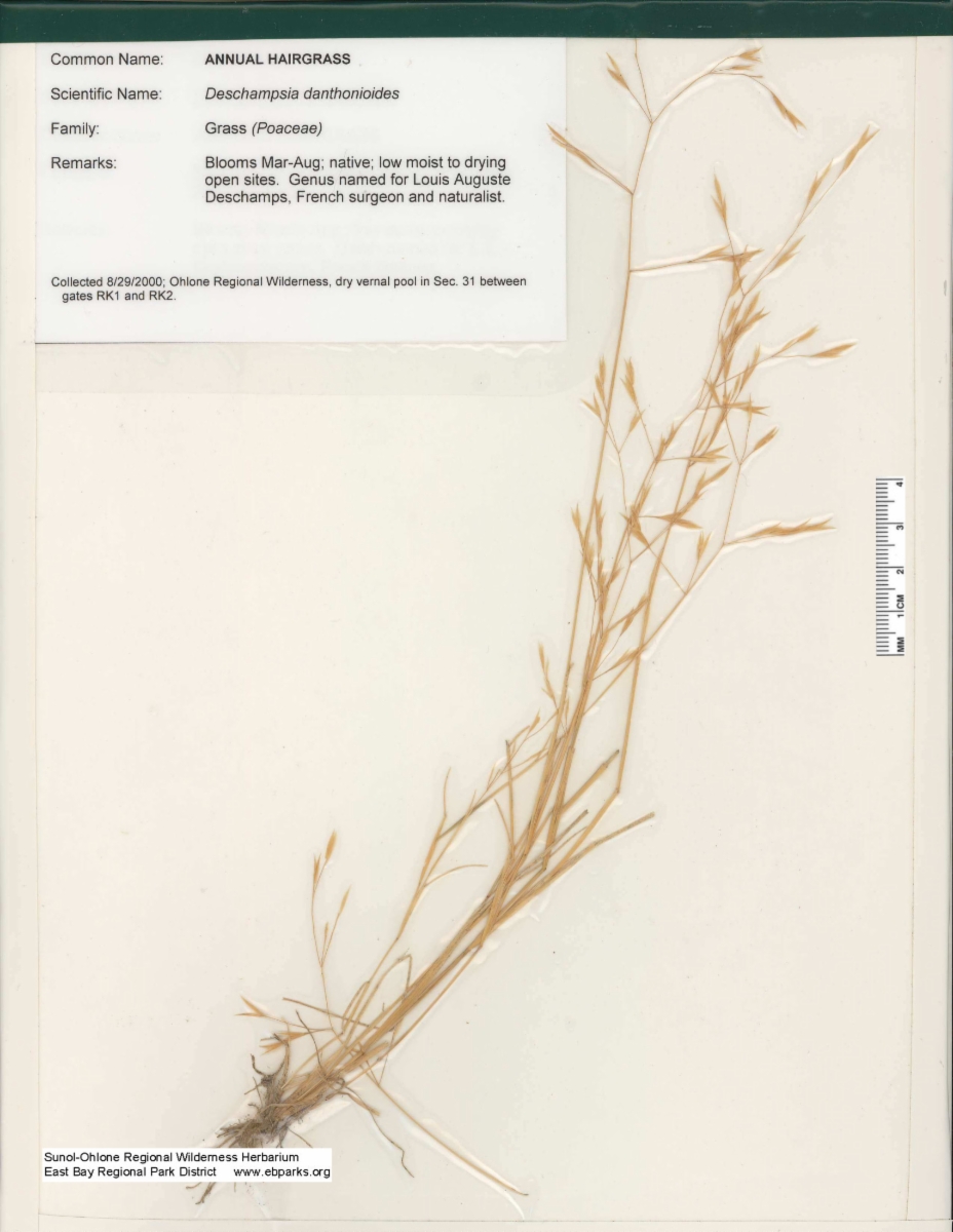 Deschampsia danthonioides