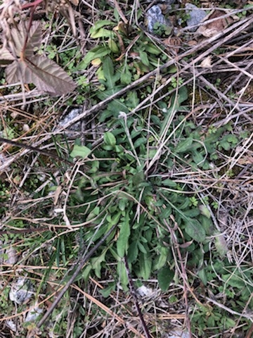 Centaurea stoebe ssp. australis