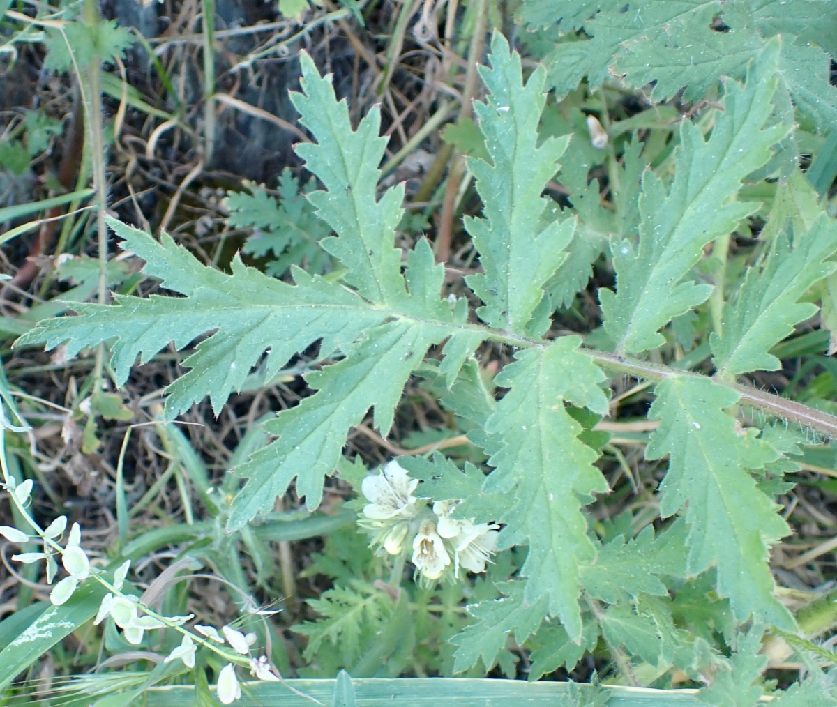 Phacelia cicutaria var. cicutaria