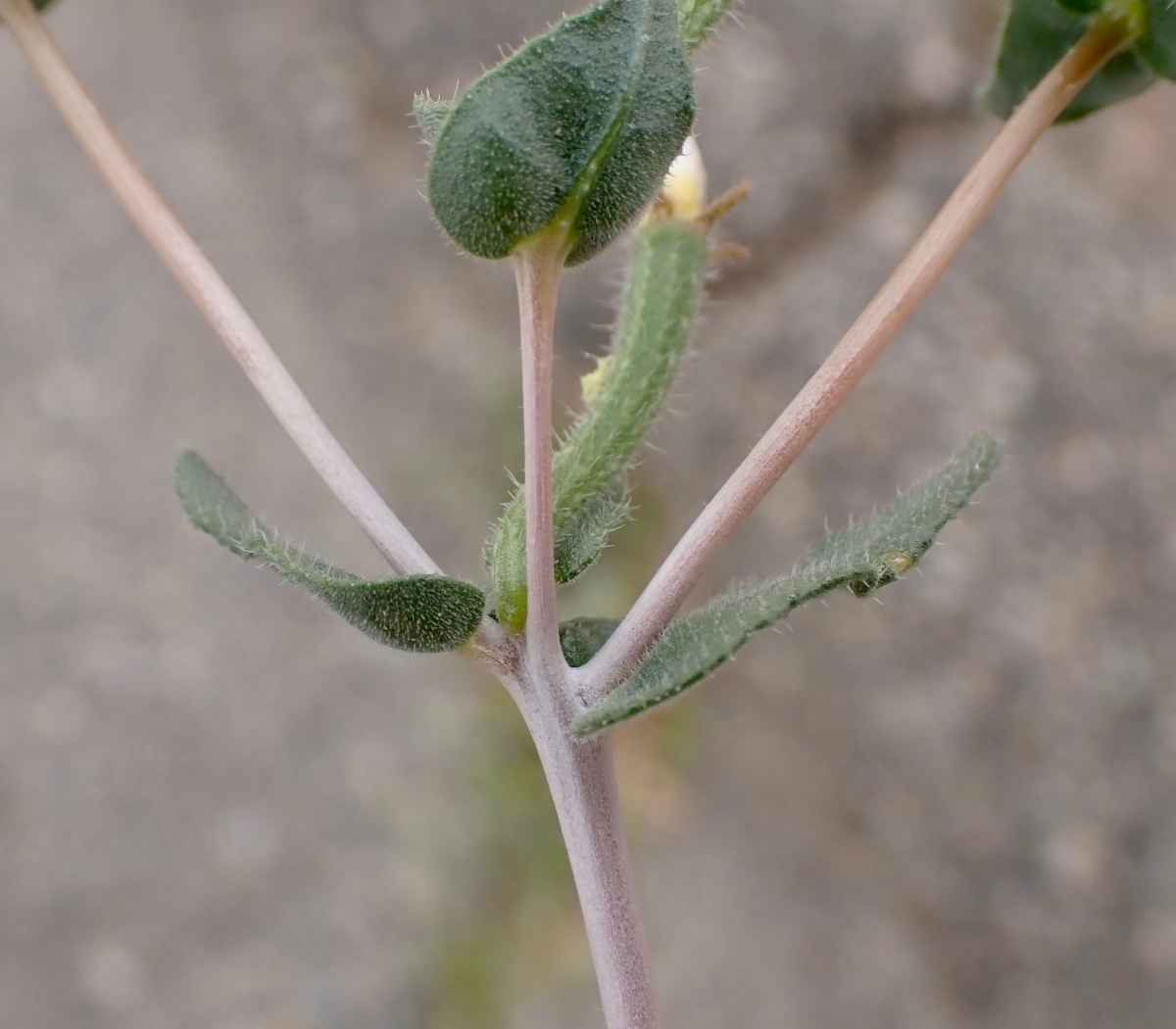 Mentzelia albicaulis