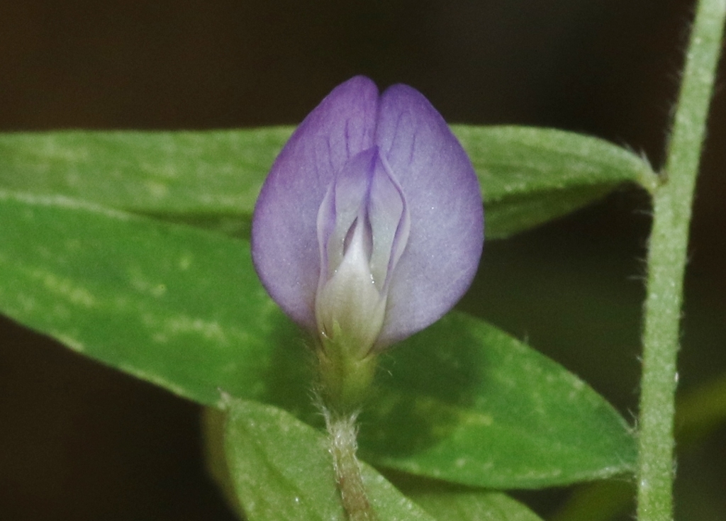Vicia ludoviciana ssp. ludoviciana
