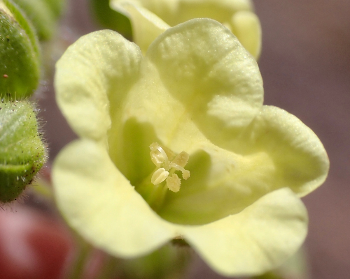Emmenanthe penduliflora var. penduliflora