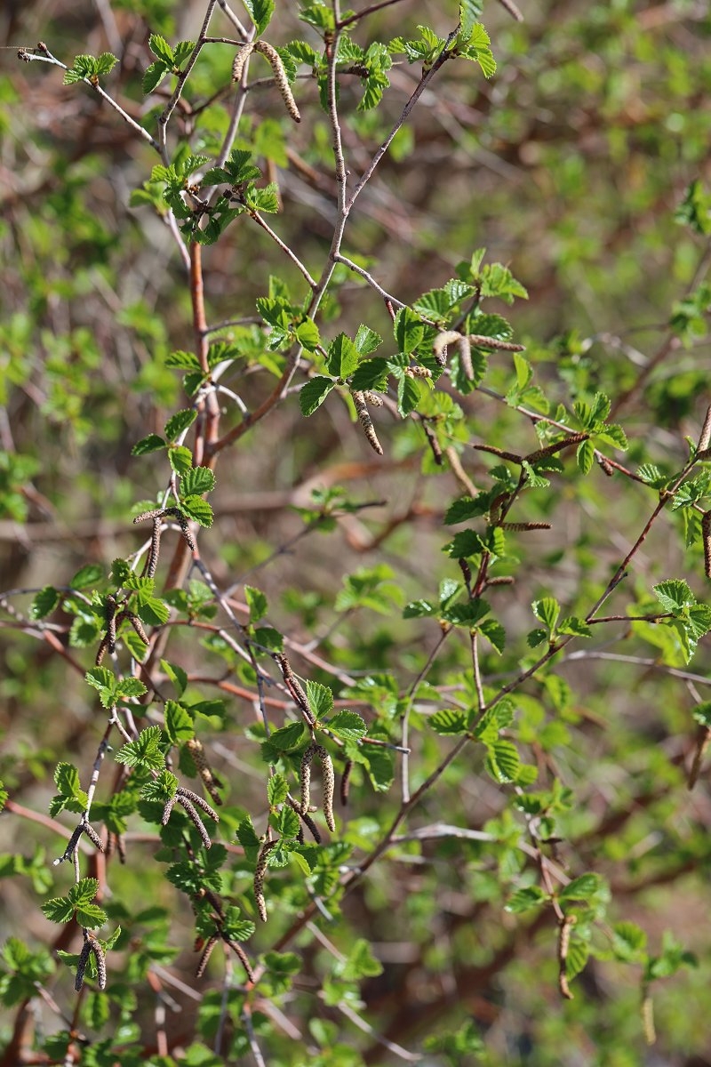 Betula occidentalis