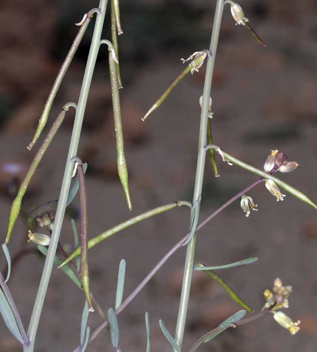 Streptanthella longirostris