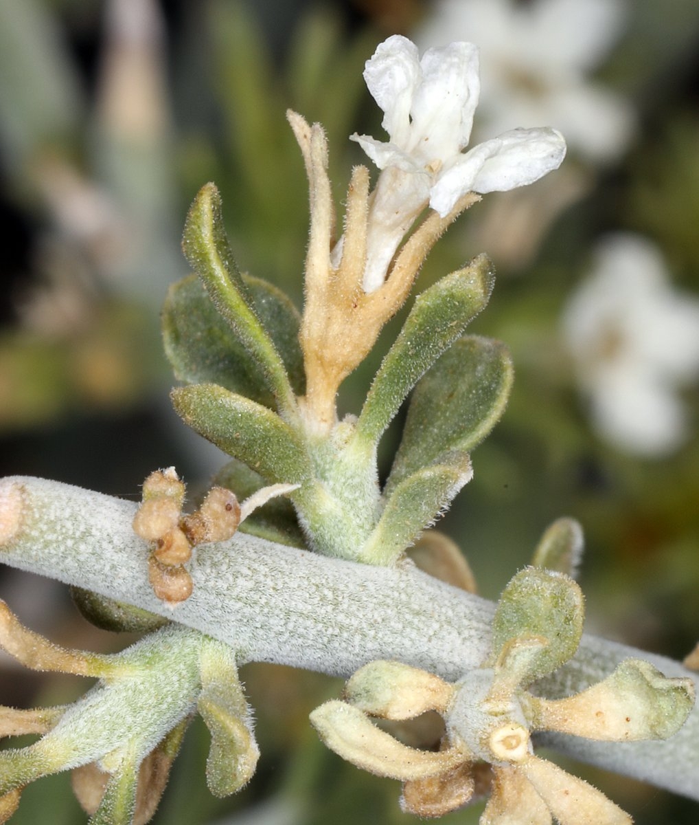 Menodora spinescens