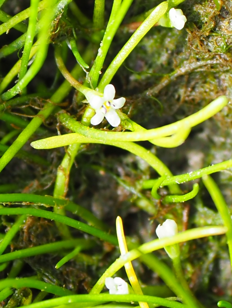 Limosella australis