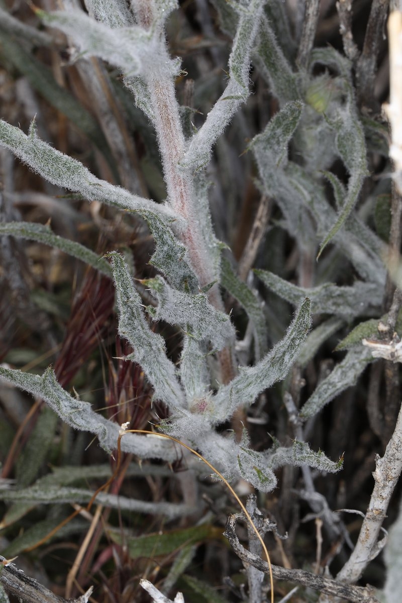 Xylorhiza tortifolia