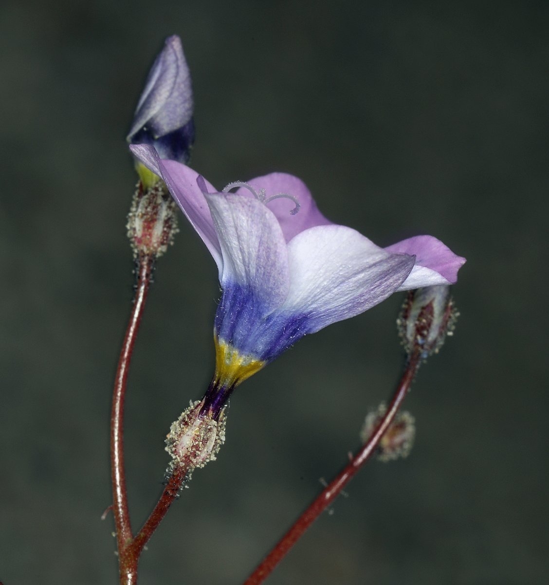 Gilia cana ssp. triceps