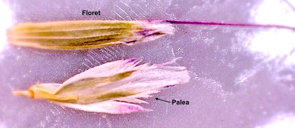 Pleuropogon californicus