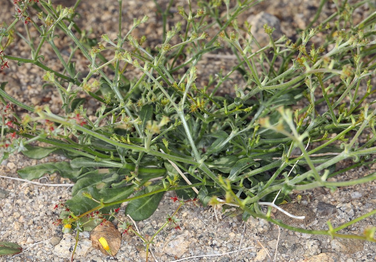 Chorizanthe brevicornu