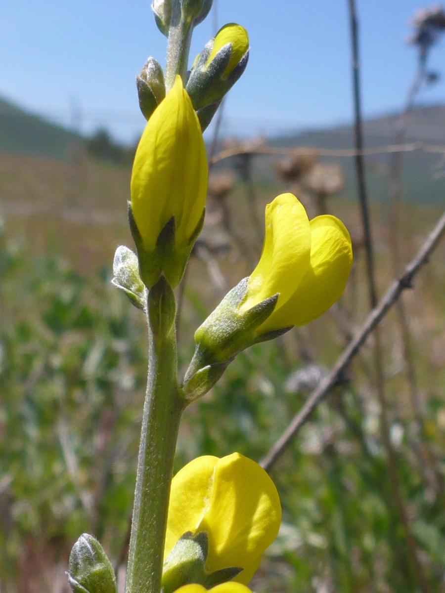 Thermopsis californica