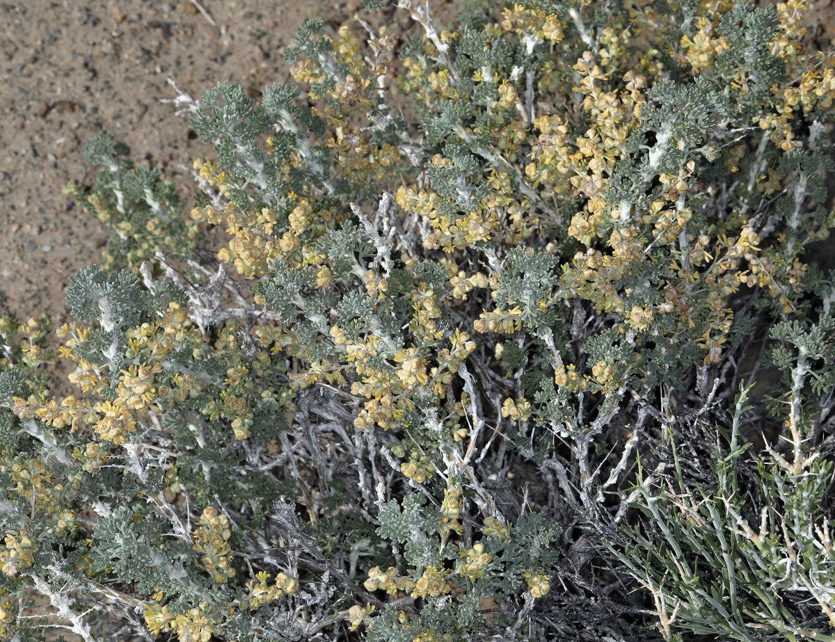 Artemisia spinescens