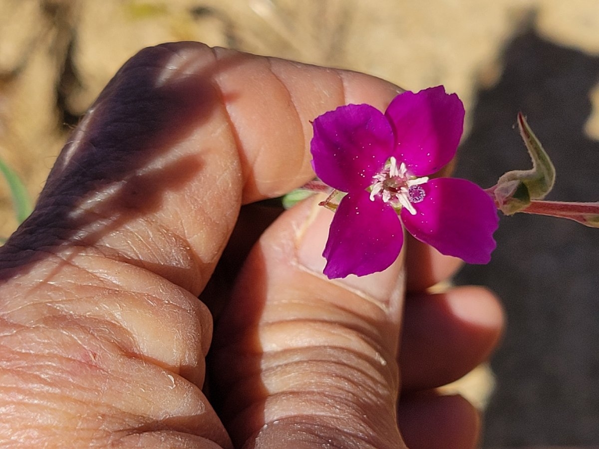 Clarkia purpurea