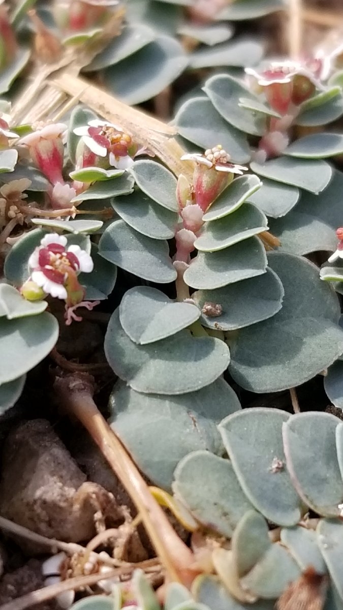 Euphorbia polycarpa