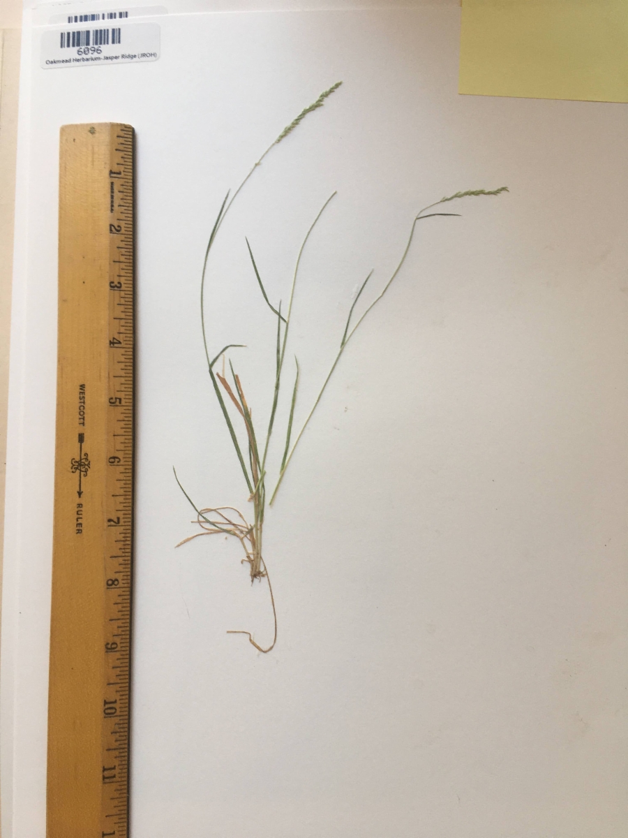Agrostis exarata