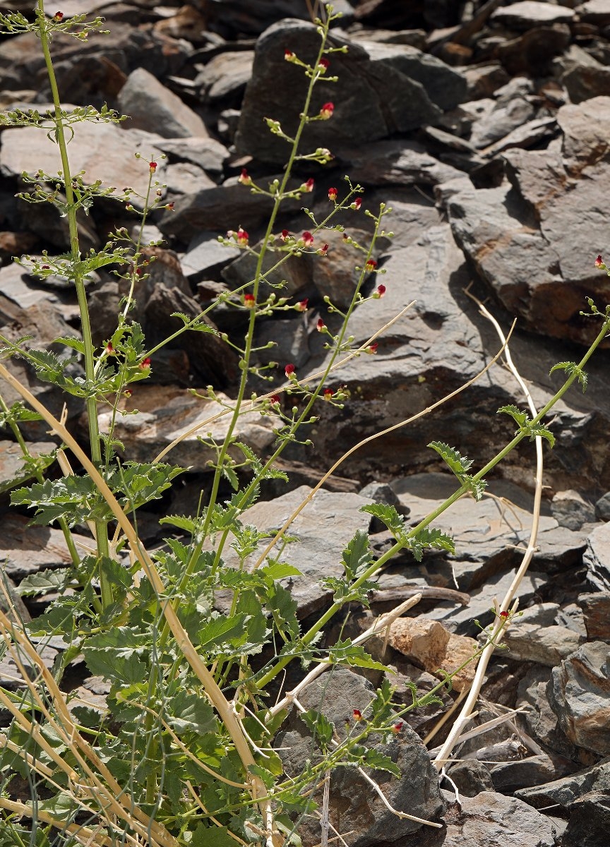 Scrophularia desertorum