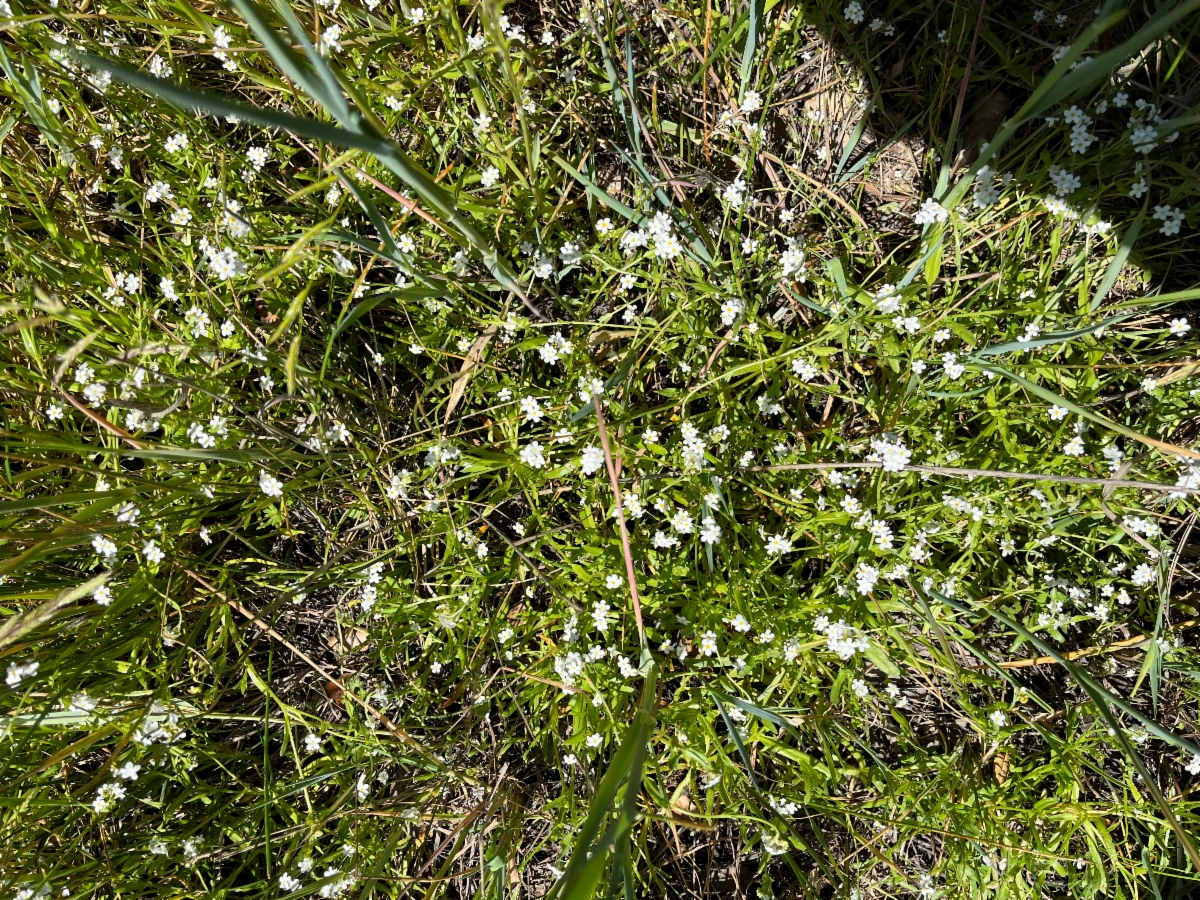 Plagiobothrys chorisianus