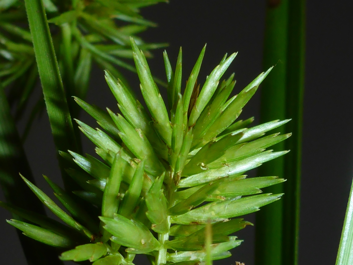 Cyperus strigosus