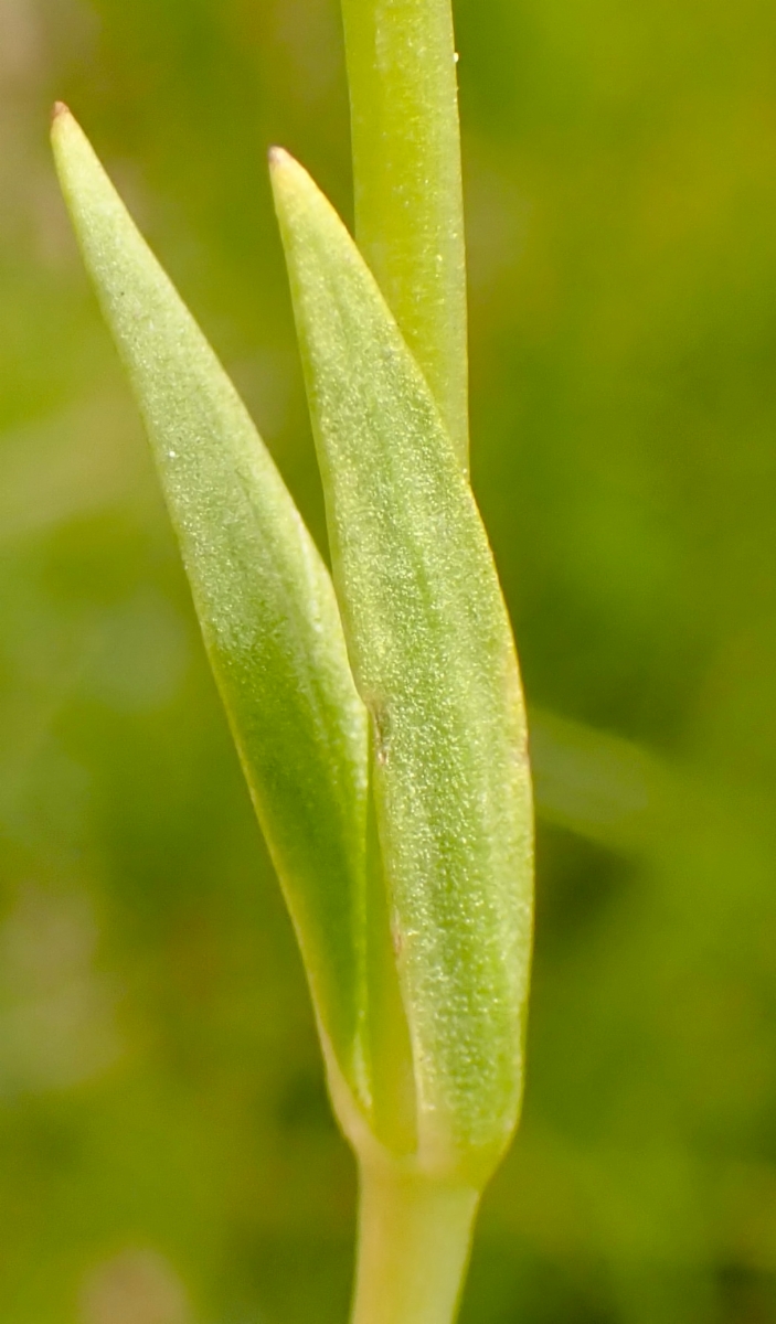 Gentianopsis simplex