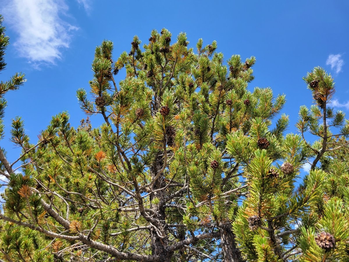 Pinus contorta ssp. murrayana