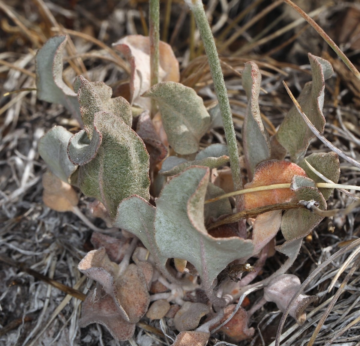Eriogonum rupinum