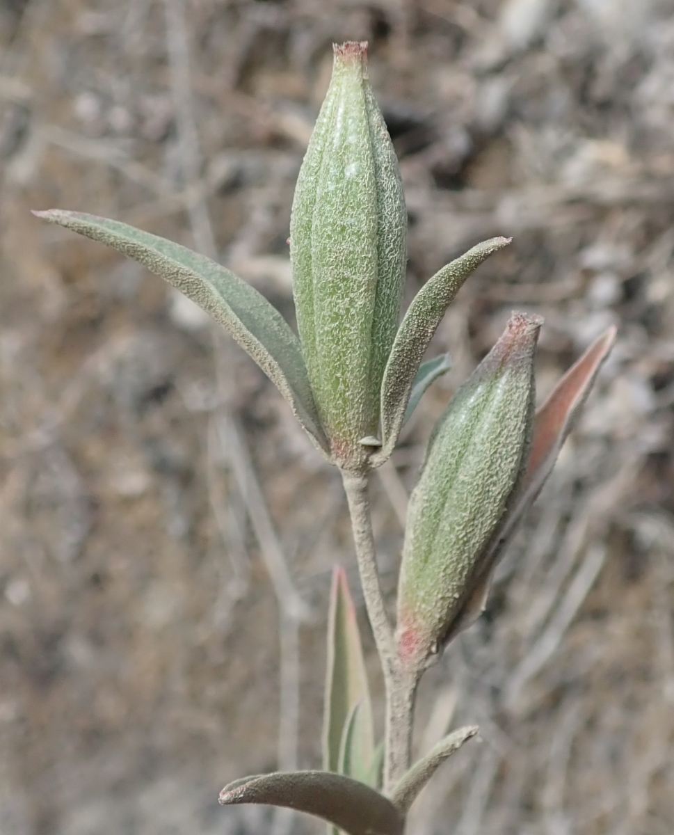 Clarkia amoena ssp. whitneyi
