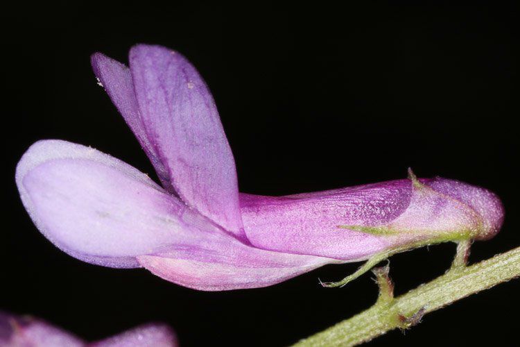 Vicia villosa