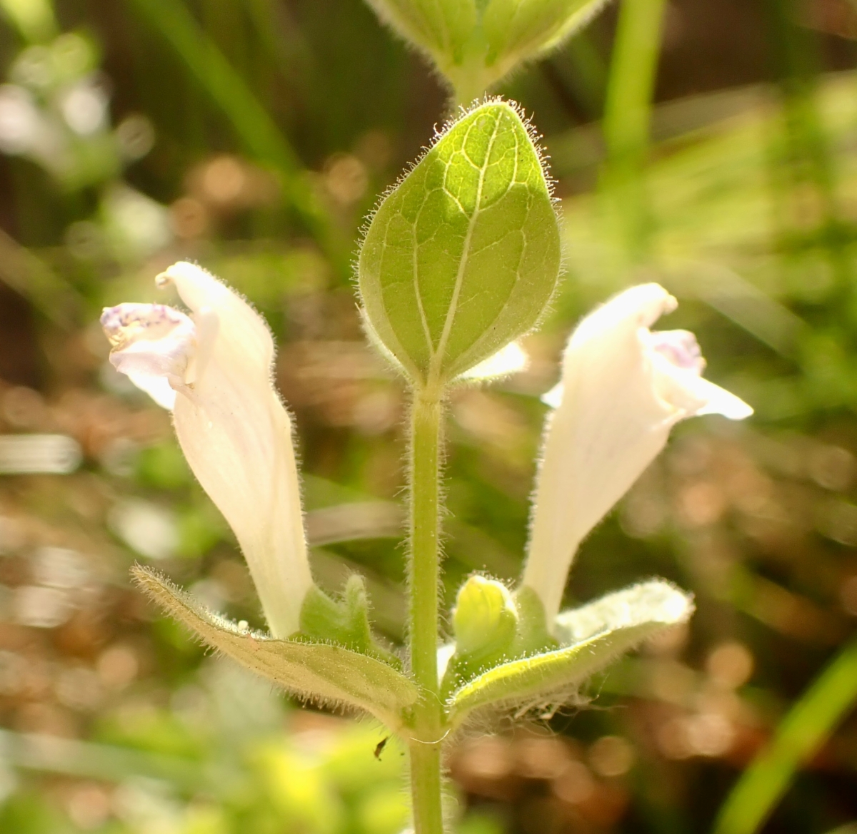 Scutellaria bolanderi ssp. bolanderi