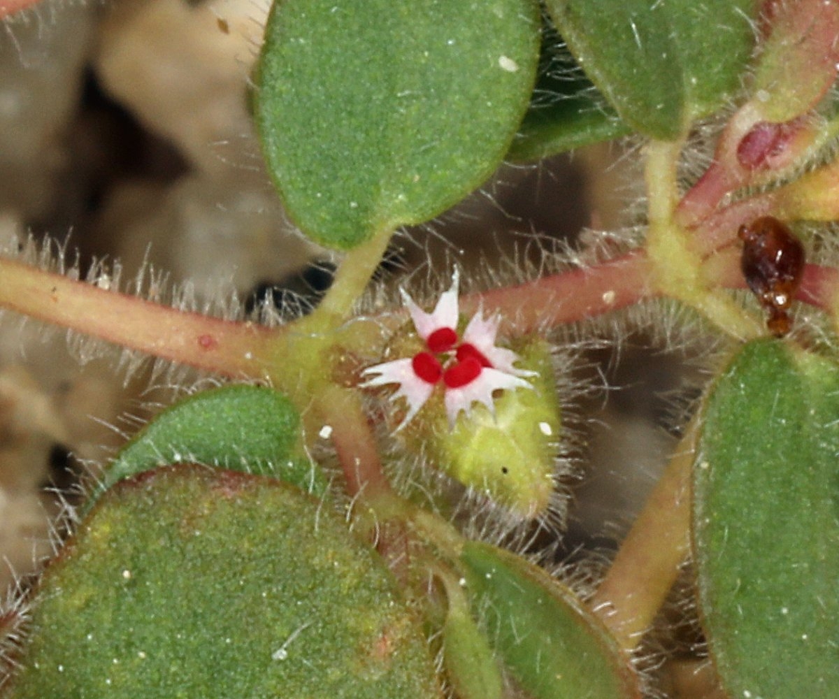 Euphorbia setiloba