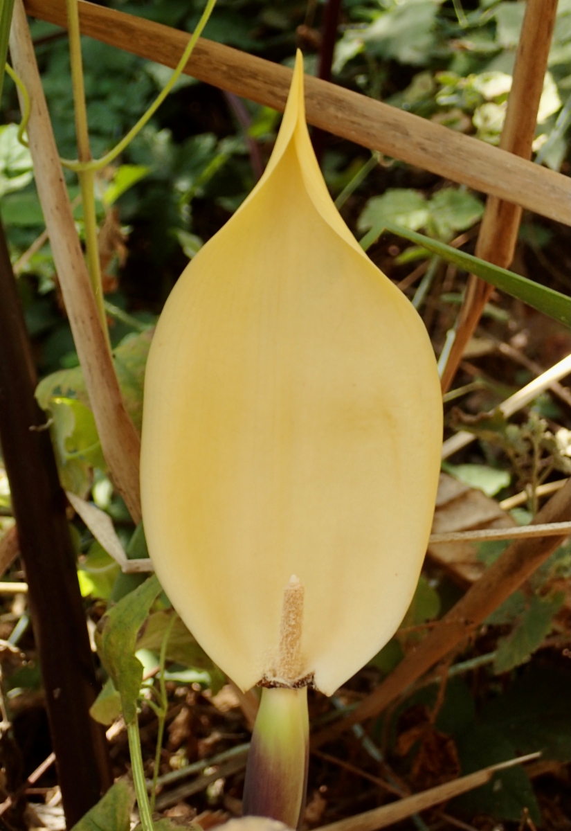 Colocasia esculenta