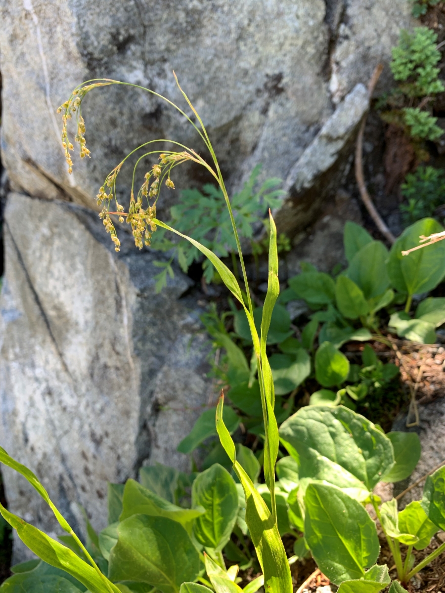 Luzula parviflora ssp. fastigiata