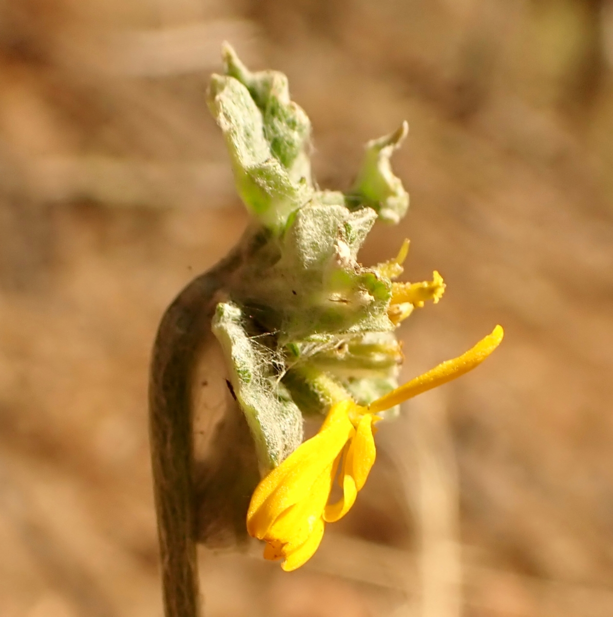 Eriophyllum lanatum var. croceum