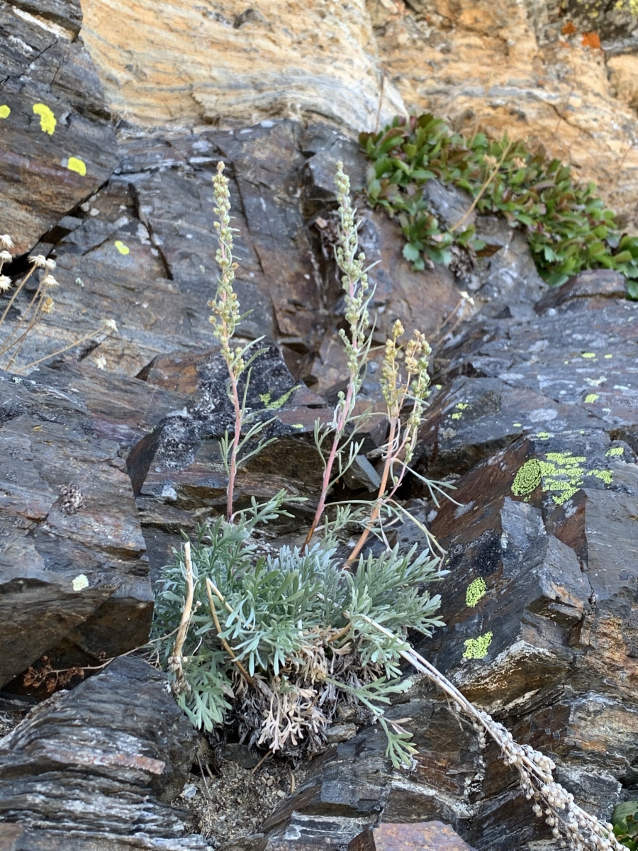 Artemisia borealis ssp. borealis