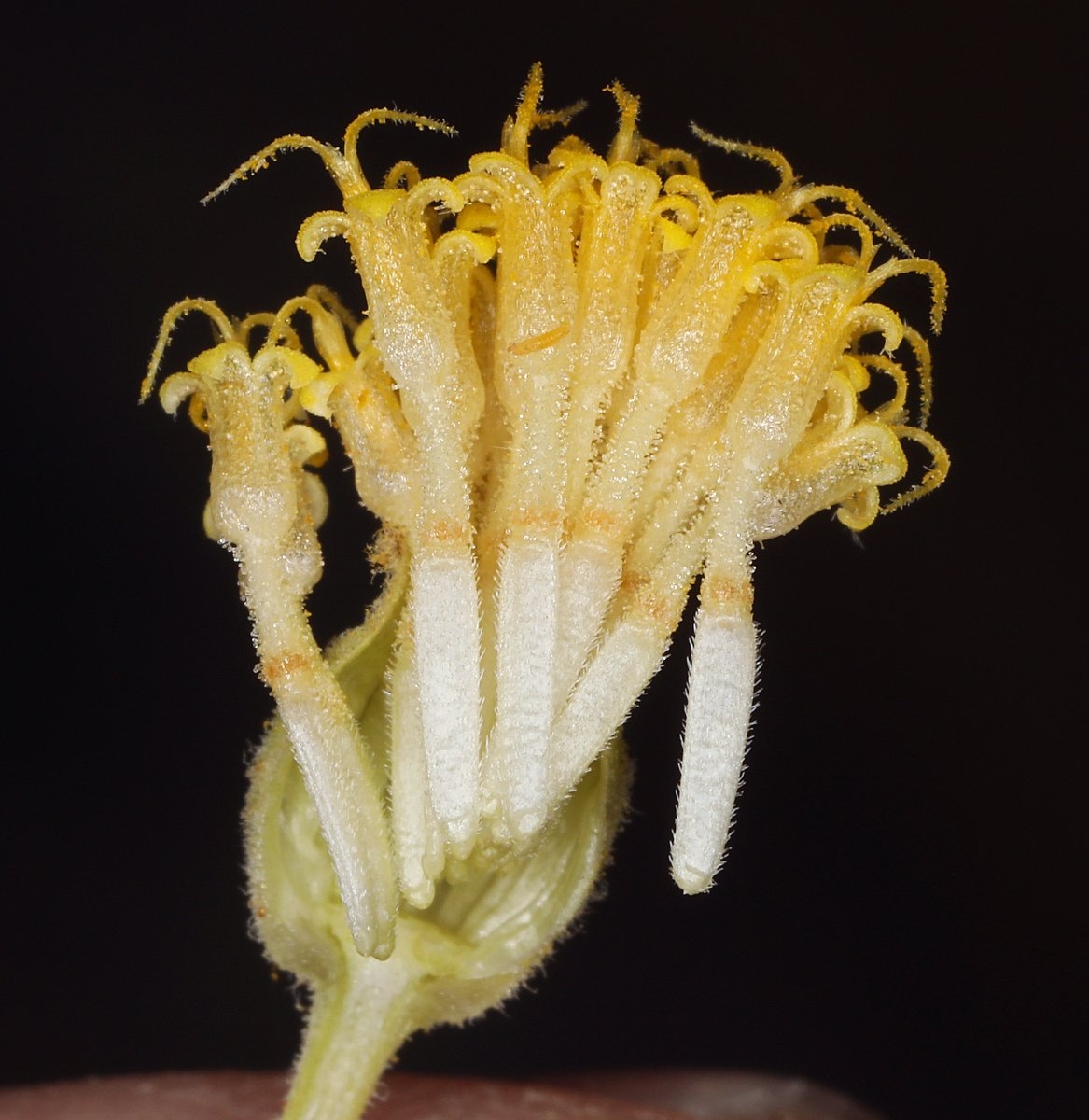 Perityle megalocephala var. megalocephala