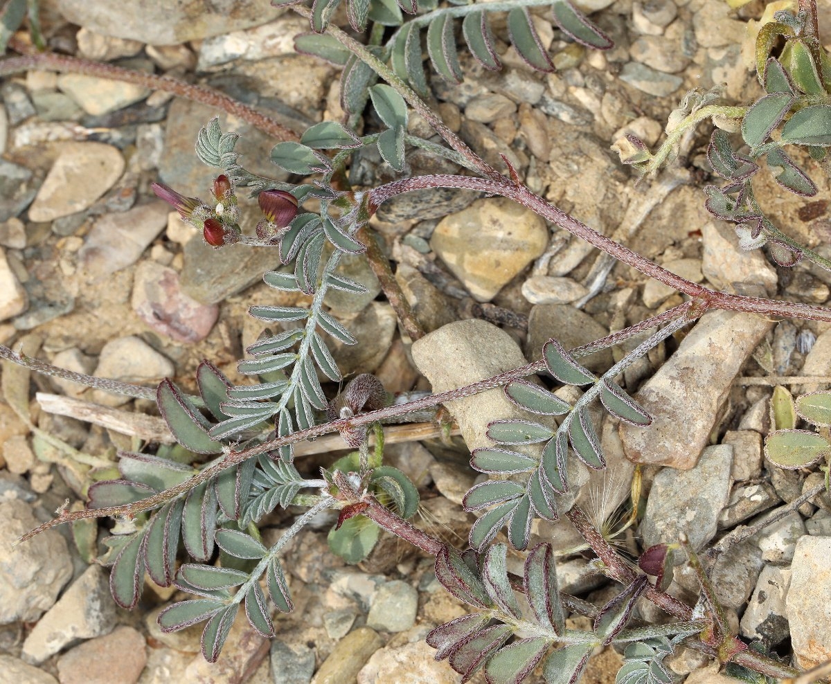 Astragalus inyoensis
