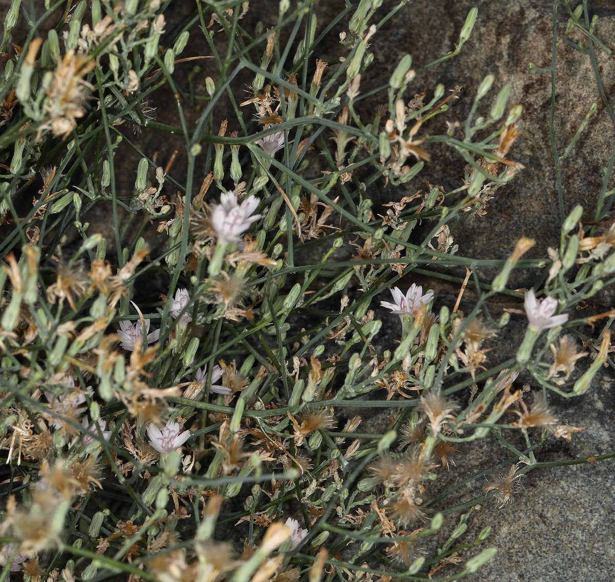 Stephanomeria pauciflora