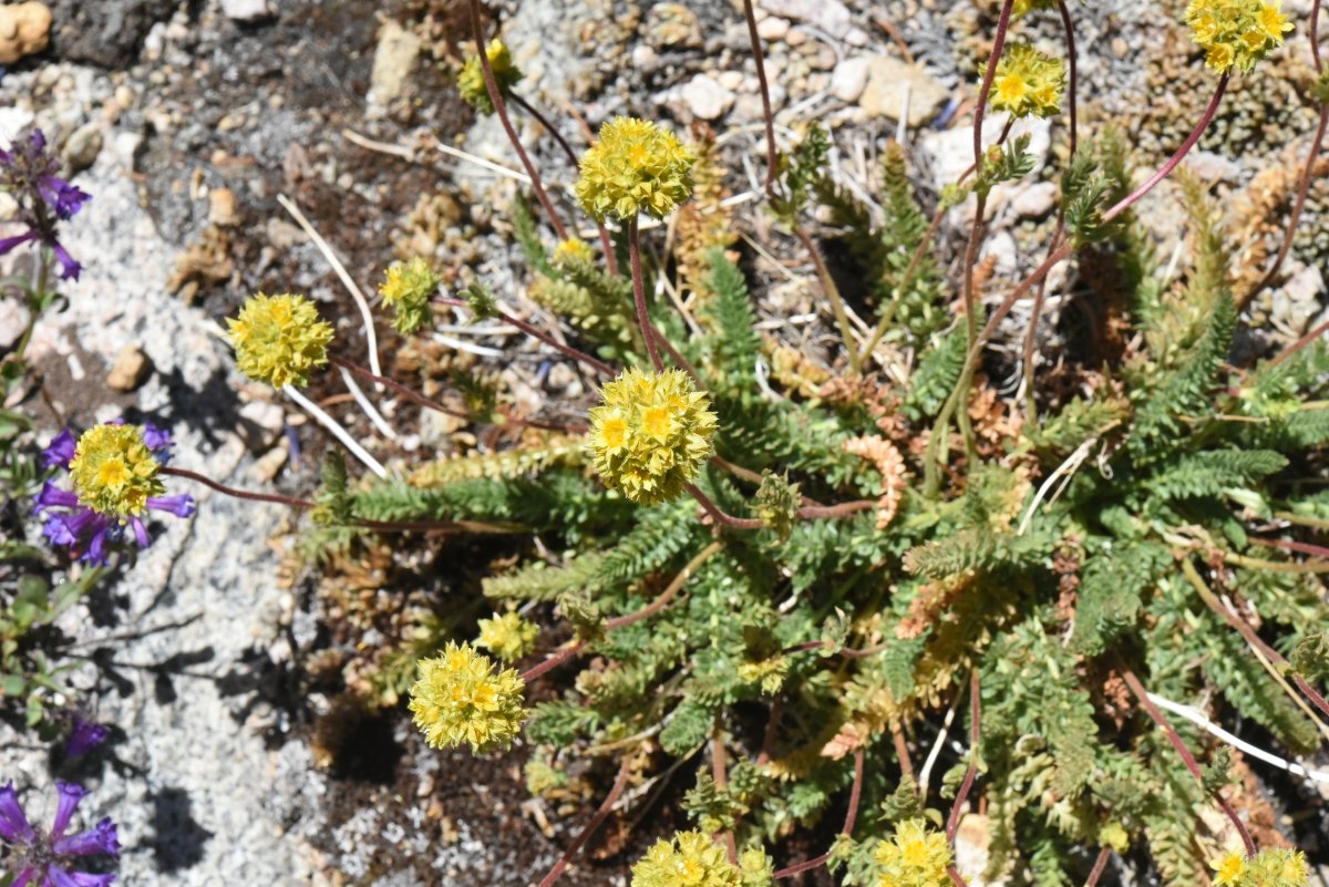 Ivesia lycopodioides