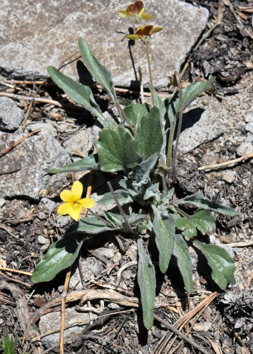 Viola pinetorum