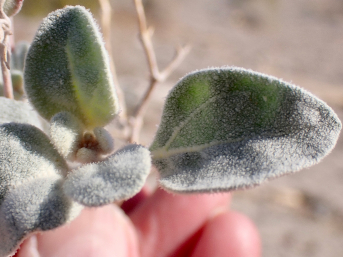 Tidestromia suffruticosa var. oblongifolia